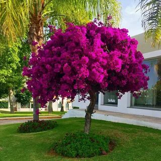Декоративные цветущие деревья фото