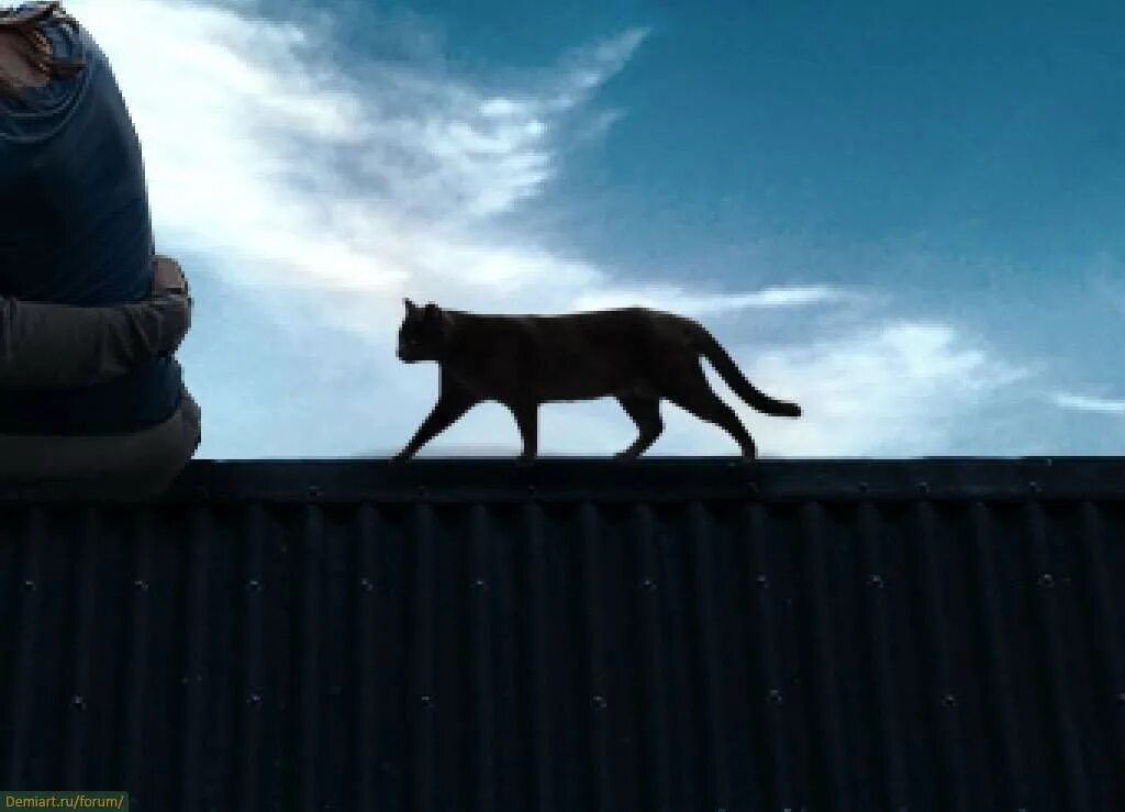 Кошка. Кошки на крыше. Черный кот на крыше. Кот гуляет по крыше. Гуляющая кошка песня