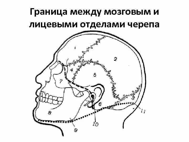 Топографо-анатомические области лицевого и мозгового отделов головы:. Мозговой отдел головы топографическая анатомия. Границы между лицевым и мозговым отделом головы. Границы мозгового отдела головы топографическая анатомия.