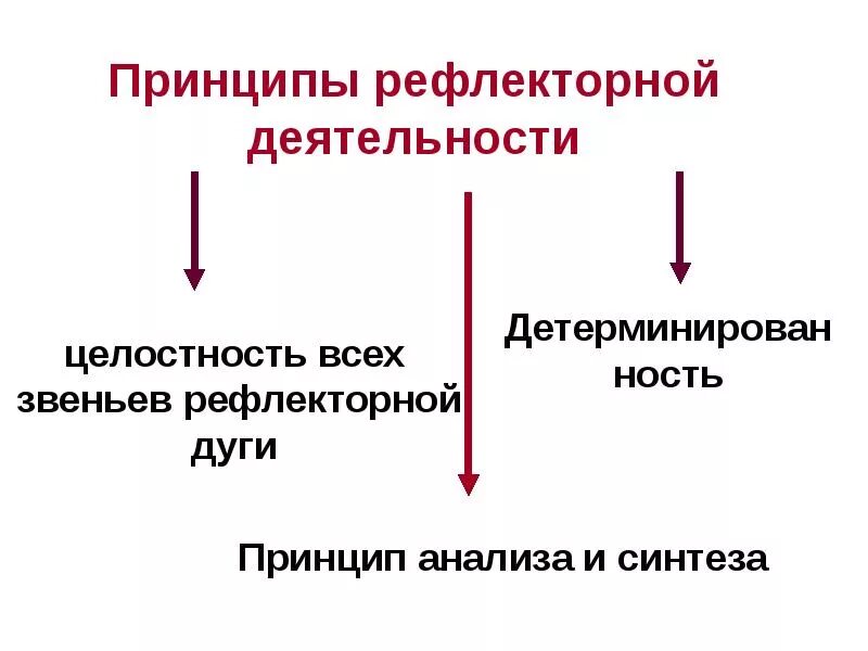 Принцип рефлекса. Рефлекторный принцип деятельности ЦНС физиология. Принципы рефлекторной деятельности. Принципырефлеторной деятельности. Принципы условно рефлекторной деятельности.