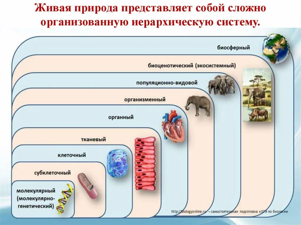 Тест уровни организации живой. Уровни организации биологических систем таблица. Уровни организации живого биология. Уровни организации живой природы ЕГЭ биология. Уровни организации живого схема.