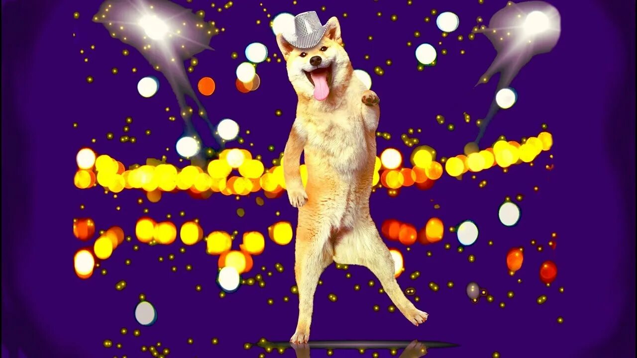 Скрытая камера жена и собака танцуют. Собака собачка зачем тебе жвачка. Собака зажигает. Кэтти вест с подругами зажигает с собаками видео. Собака зажигает.