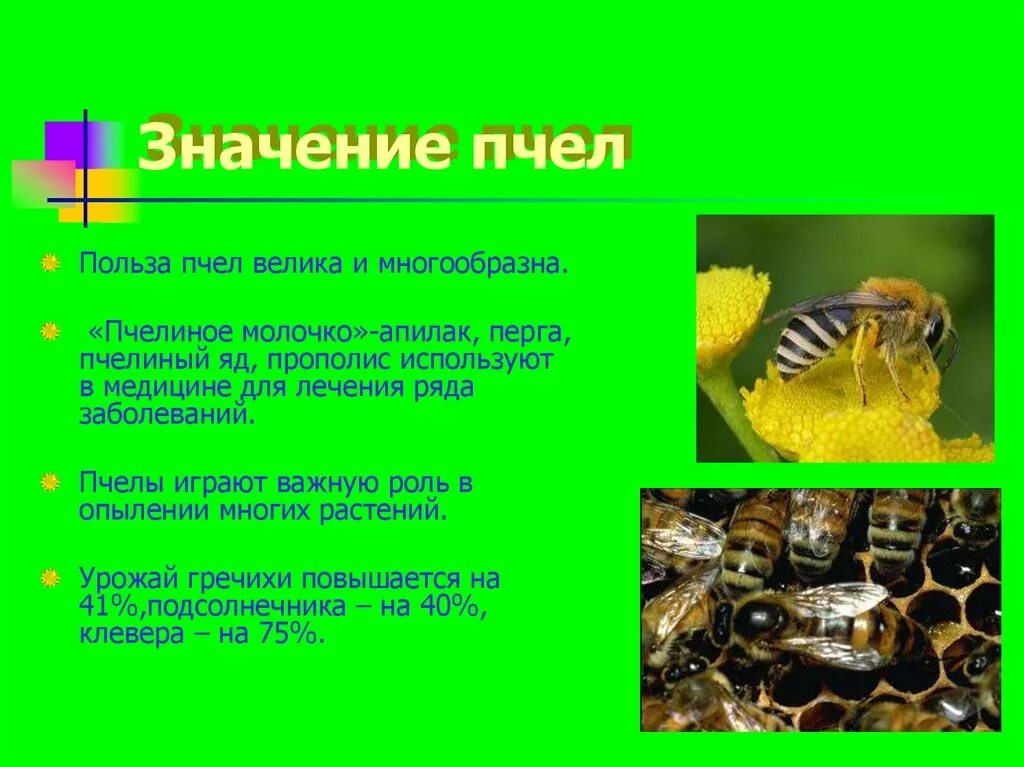 Какую пользу приносят пчелы