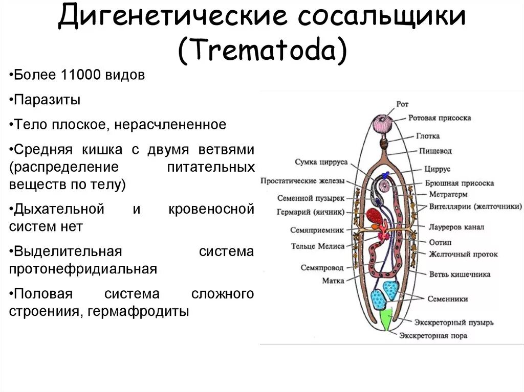 Ланцетовидный сосальщик тельце Мелиса. Строение сосальщиков червей. Строение сосальщик строение. Строение трематод. Системы органов сосальщиков