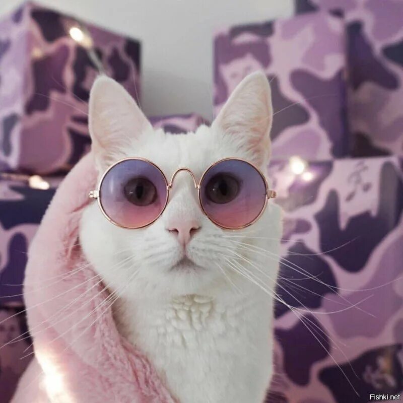 Блоггер киса. Модные котики. Кот в очках. Крутые коты. Крутой кот.