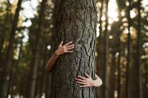 Than a tree
