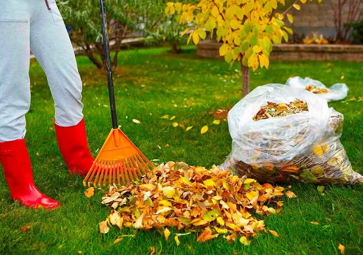 Нужно ли убирать листву. Осень в саду. Уборка листьев. Осенняя уборка. Уборка листьев в саду.