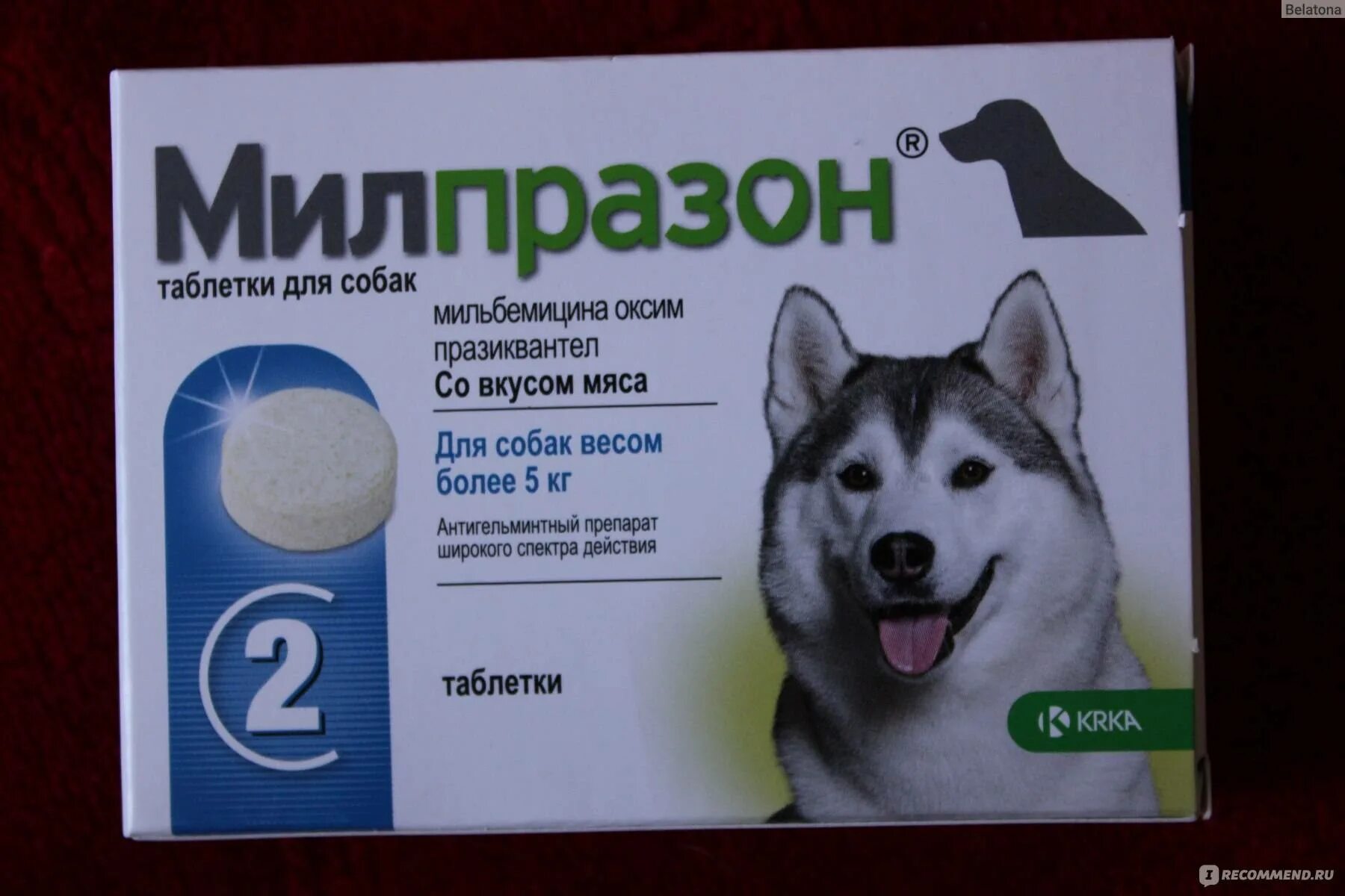 Какую таблетку можно дать собаке от аллергии