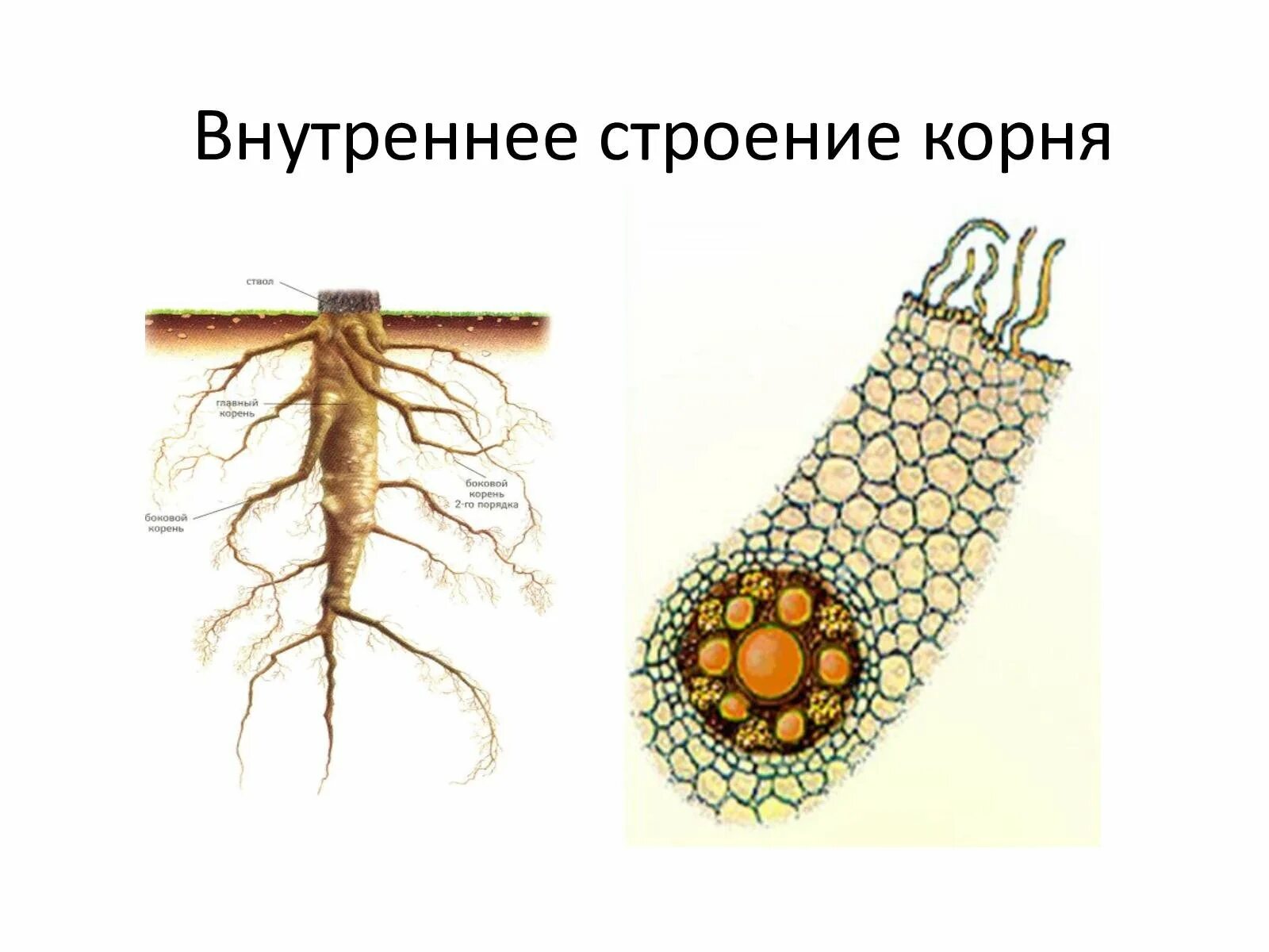 Строение корня зоны корня 6 класс биология. Строение корня 6. Микроскопическое строение корня. Пучковое строение корня.