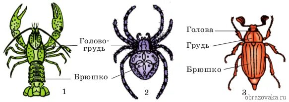 Ракообразные паукообразные насекомые конечности. Внешнее строение членистоногих паукообразные. Тип Членистоногие внешнее строение. Строение членистоногих паукообразных. Сегменты на брюшке членистоногих.