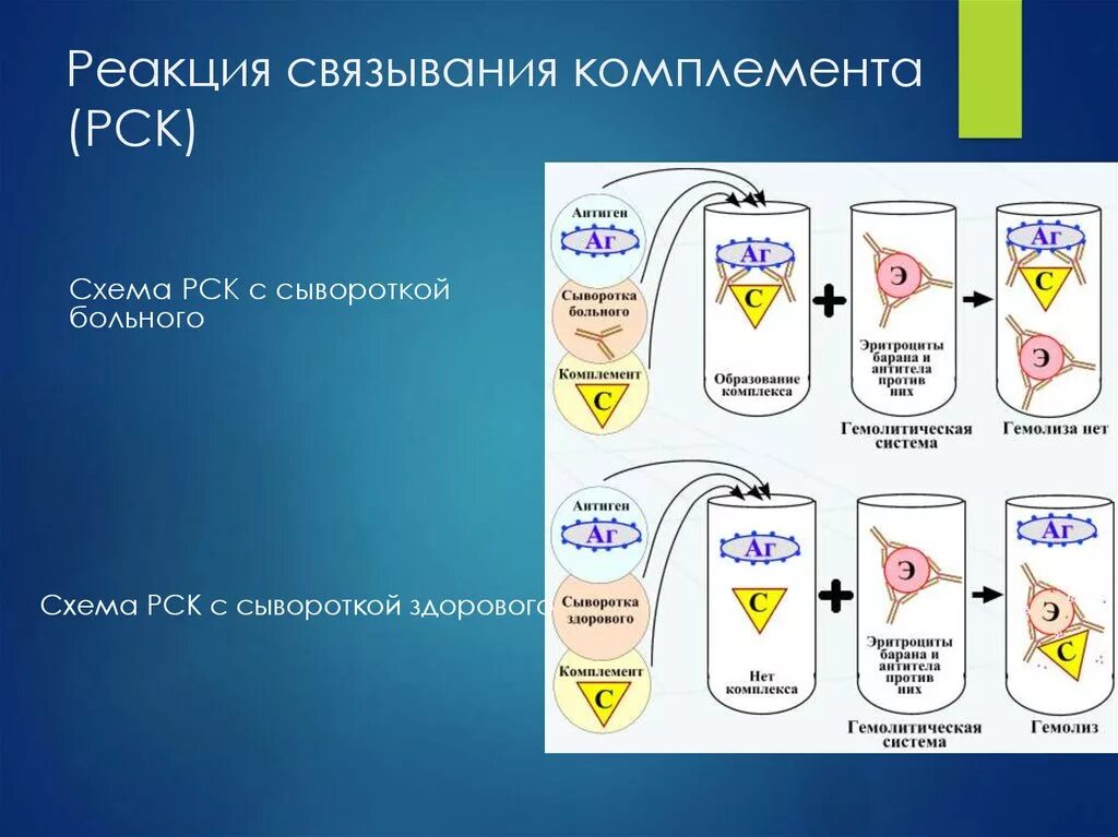 Схема постановки реакции связывания комплемента РСК. Реакция связывания комплемента антиген + антитело. Реакция связывания комплемента микробиология фазы. Реакция связывания комплемента вирусов. Рск дист