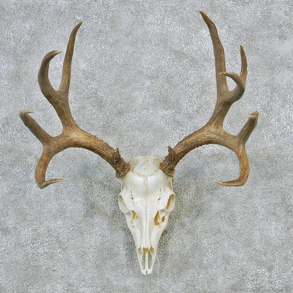 Как выглядит рог. Оленьи рога / antlers. череп оленя с рогами. череп оленя с разных ракурсов. череп северного оленя.