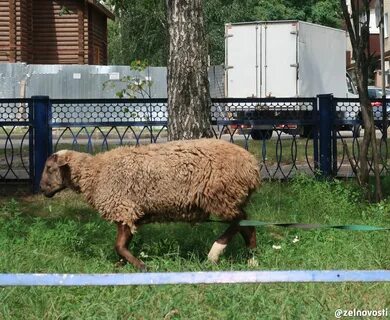 Баран в казан