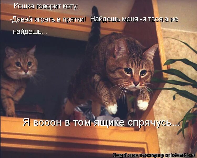 Кошка три дня