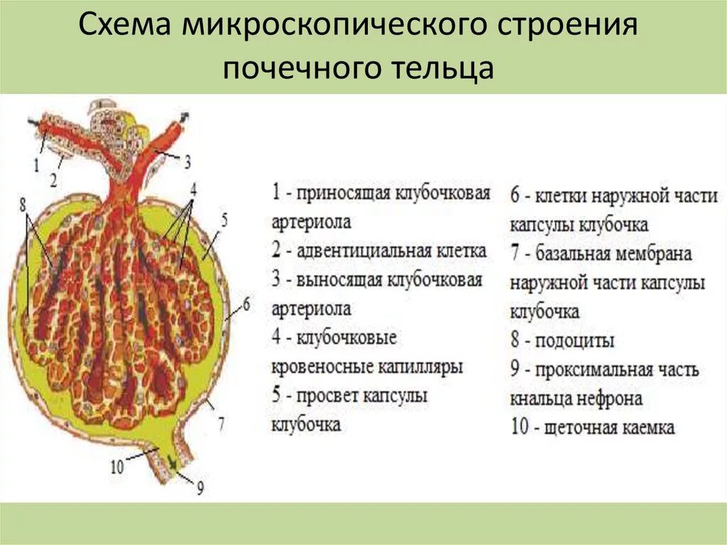 Микроскопическое строение почки схема. Строение почки почечное тельце. Схема строения почечного тельца. Строение почек анатомия микроскопическое строение. Почечное тельце почки