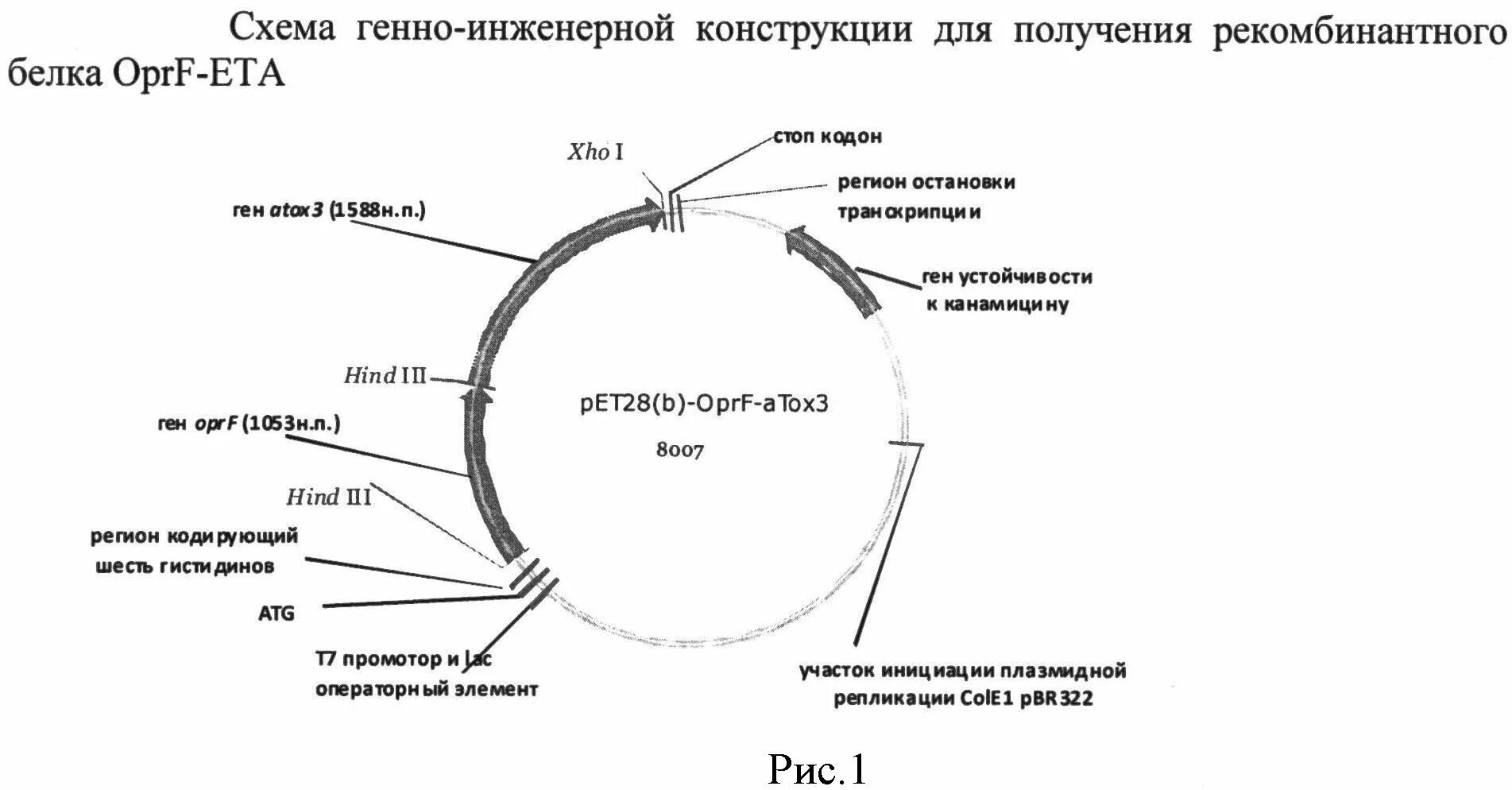Установите последовательность этапов генной инженерии