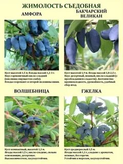 Жимолость бакчарская опылители