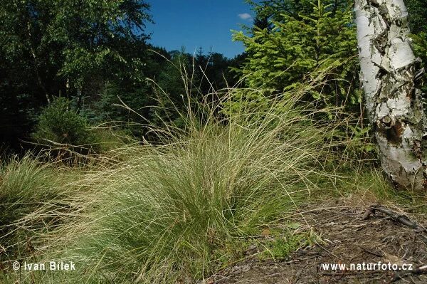 Белоуса торчащего (Nardus stricta). Белоус сорняк. Белоус торчащий. Белоус НАРДУС Стрикта.