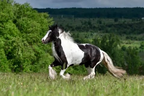 Тинкер лошадь