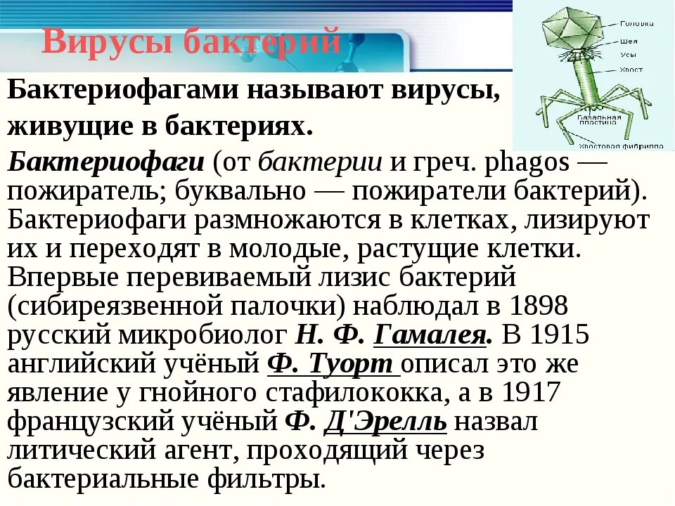 2 вирусы бактерий бактериофаги. 2 вирусы бактерий бактериофаги