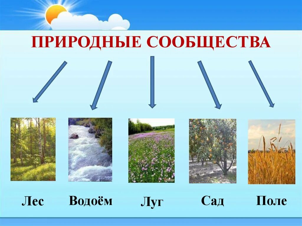 Что такое природное сообщество
