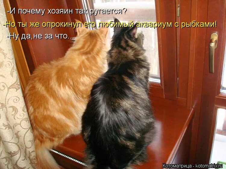 когда хозяин на работе. уработалась картинки смешные. что делают животные пока дома нет хозяев. пока хозяев. пока хозяев.