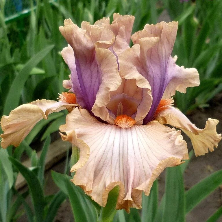 Ирис pyroclast. Онлайн тест диагностика организма. Ирис just witchery. Ирисы orange obsession ( sdb ). Ирис борн бьютифул.