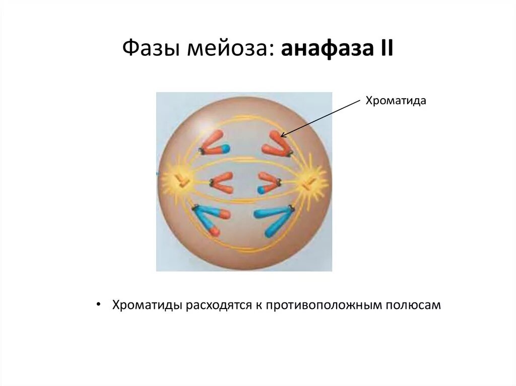 Сколько клеток в анафазе. Анафаза 1. Анафаза мейоза 1. Мейоз 2 анафаза 2. Анафаза 1 рисунок.