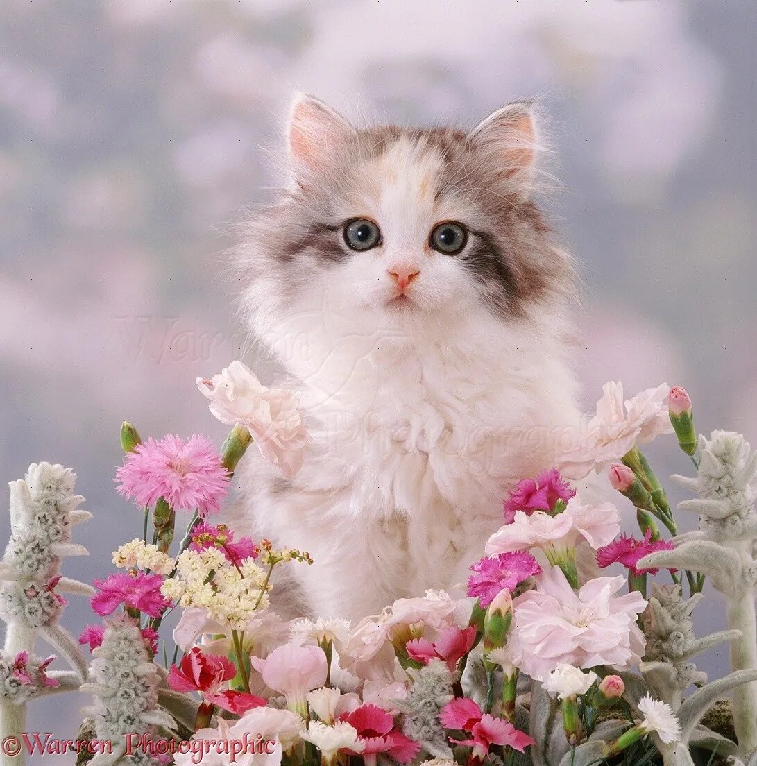 Ласковые приветливые. Красивые кошечки. Красивые котята. Котенок с цветами. Красивые пушистые котята.