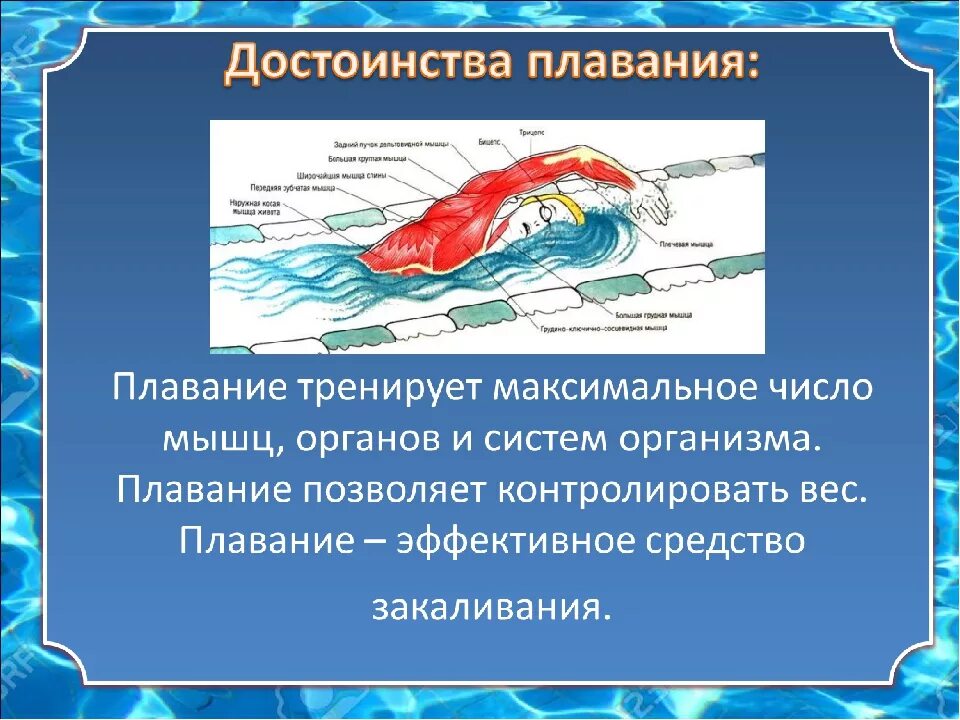 Влияние плавания на организм человека. Преимущества плавания. Навыки плавания. Как плавание влияет на человека. Почему вес плавает