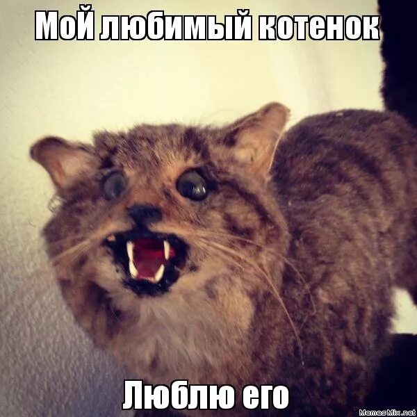 стикеры для любимого. мой любимый кот. любимый котик. я люблю тебя мой котик. ты мой котик.