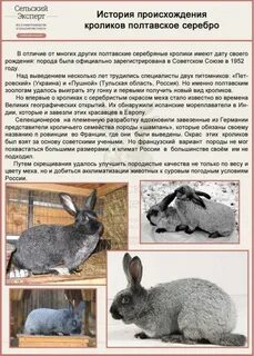 Кролики фото описание