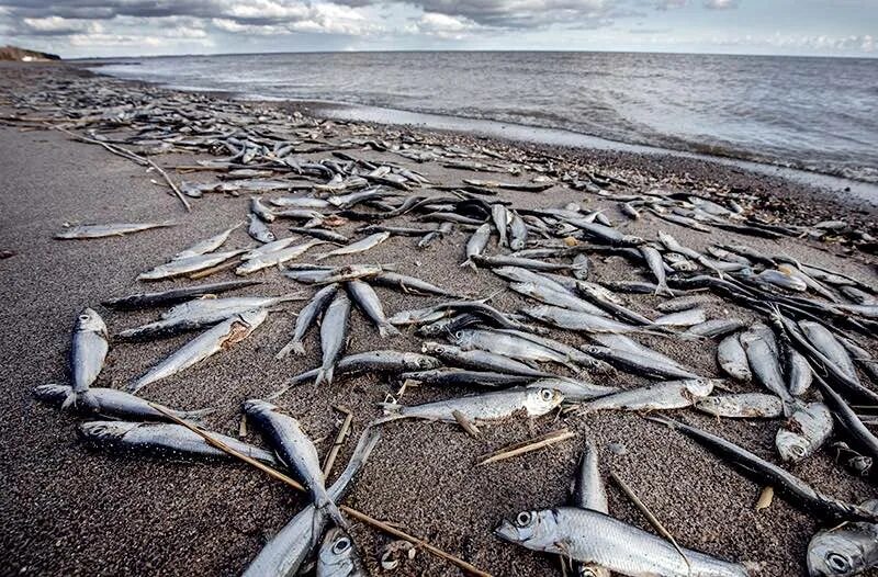 рыба на горьковском водохранилище. пикша в северном ледовитом океане. гибель животных экологическая проблема. рыба в мертвом море. рыба на горе море.