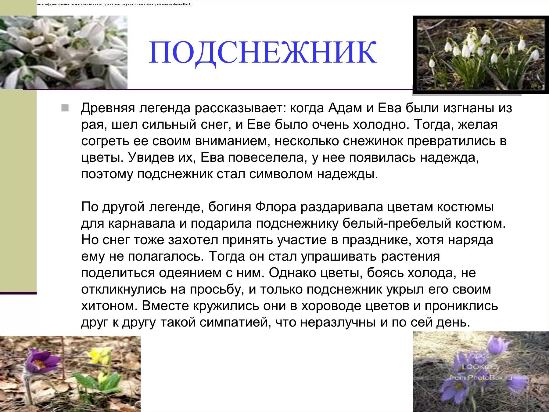 Легенды о растениях и животных. Легенды о цветах. мифы и легенды о цветах. легенды о растениях. мифы и легенды связанные с цветами.