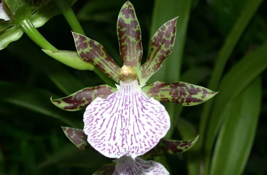 Орхидея Зигопеталум: подробное описание, фото видов Zigopetalum, особенности выр