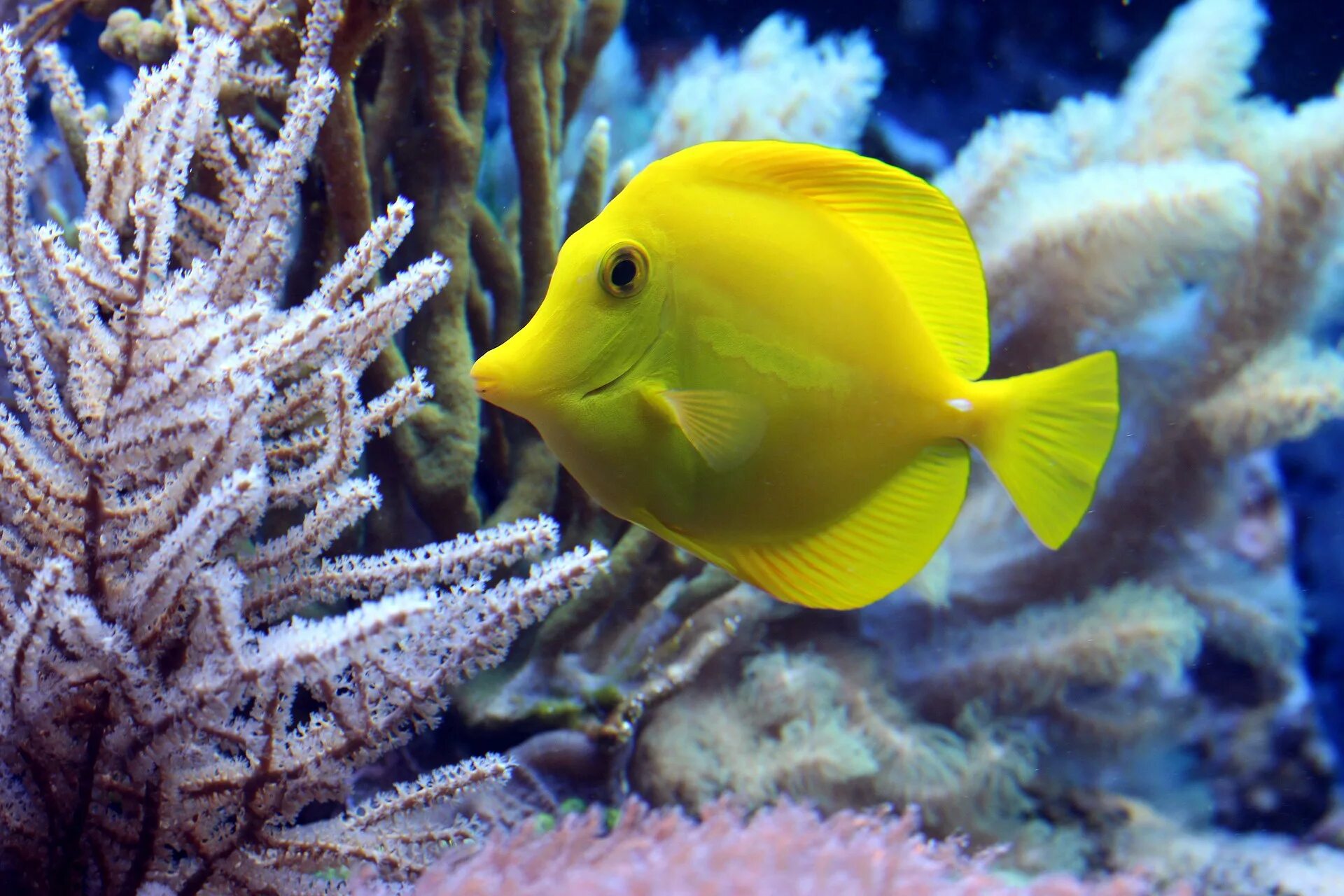 Про рыб океана. Зебрасома желтохвостая. Зебрасома желтая. Йеллоу Фиш. Еллоу рыбка.