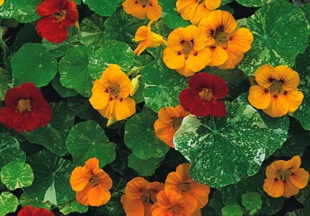 Семена гавриш удачные семена настурция девичья краса, смесь 1 г. Настурция махагон. Настурция ампельная краса. Настурция вишнёвая роза. Цветы настурция краса ампельная, смесь (1,5г).