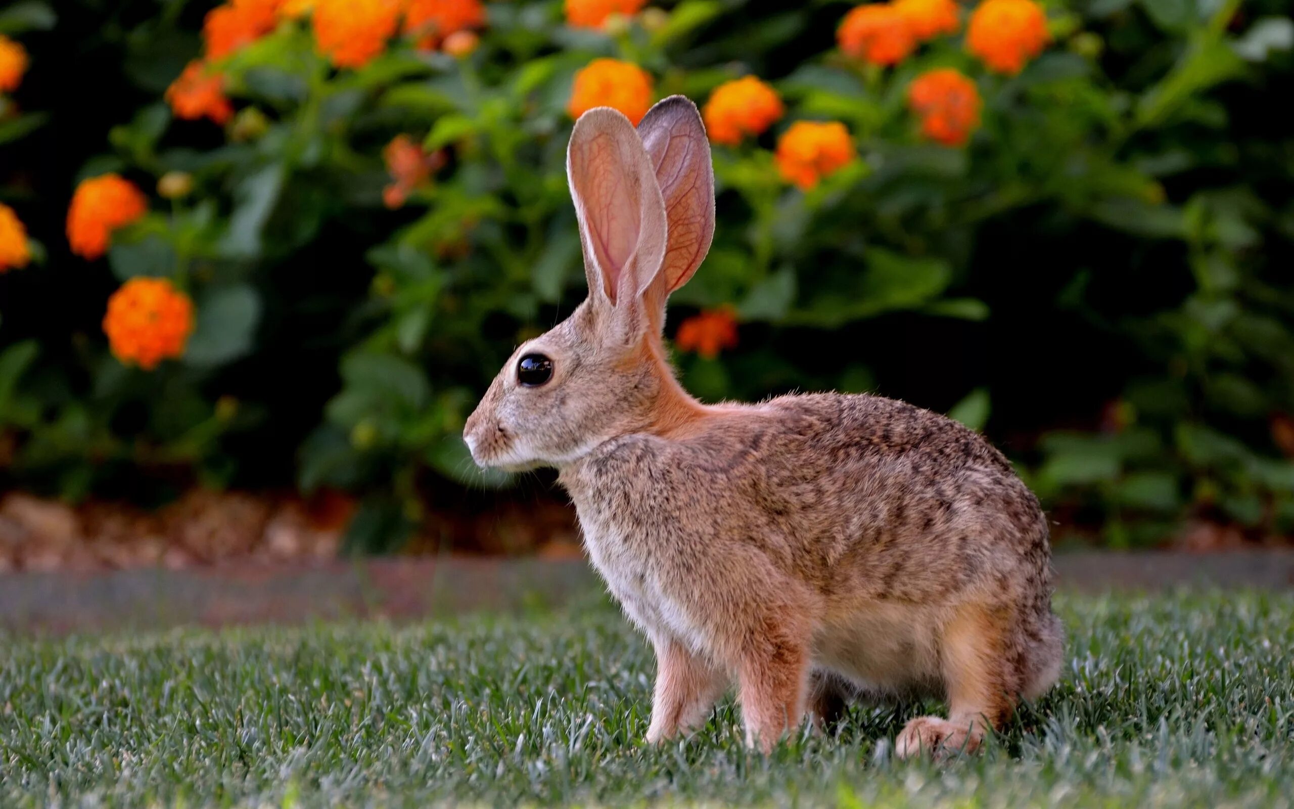 Animals rabbit. Заяц-Русак. Зайцы фото красивые. Кролик. Кролики в природе.