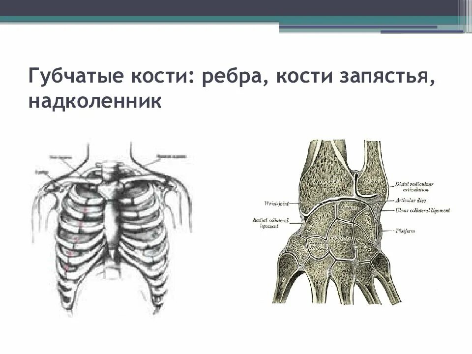 Укажите губчатые кости. Губчатые кости. Короткие губчатые кости. Короткие губчатые кости строение. Схема губчатой кости.