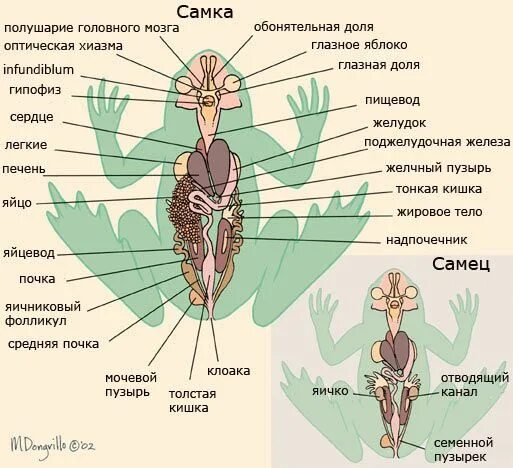 Внутреннее строение земноводных на примере лягушки Frog Anatomy Anatomy, Wall graphics, Wall decals