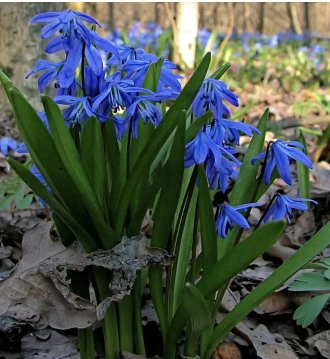 Пролеска Сибирская (Сцилла). Сцилла (пролеска) Сибирская (Scilla Siberica). Пролеска пролеска Сибирская. Мускари Сцилла Сибирская. Синие первоцветы названия