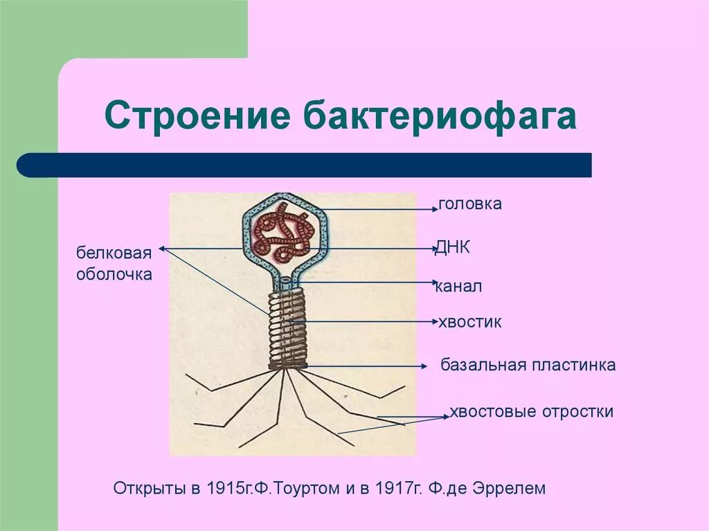 Вирусы строение значение. Строение бактериофага. Строение вируса бактериофага. Строение вируса строение бактериофага. Структура вируса бактериофага.