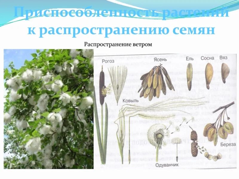 Ветром распространяются семена. Распространение семян ветром. Ясень распространение семян. Приспособленность семян к распространению. Распространение ветром примеры