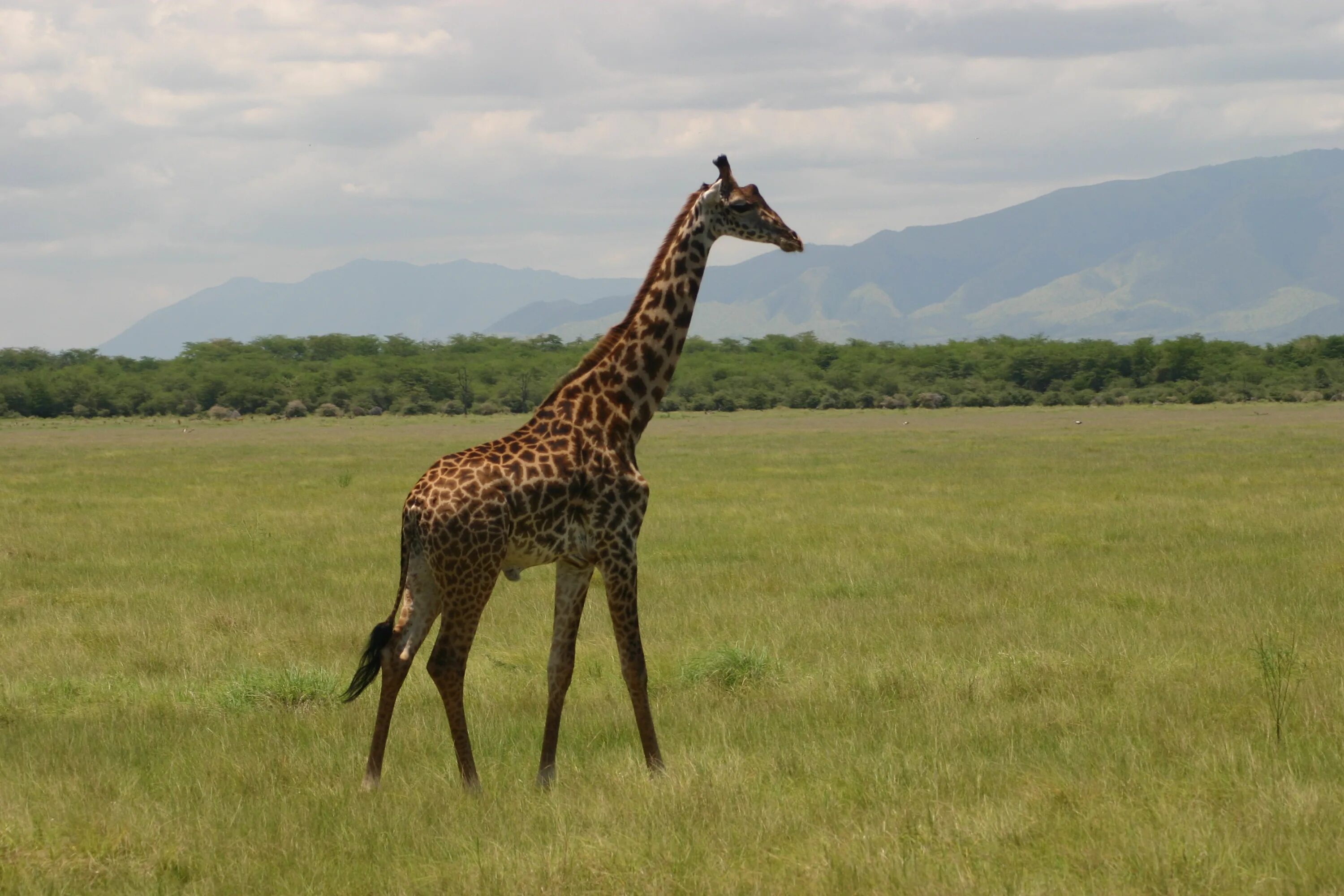 Жираф живет в африке. Жираф саванны Африки. Африканская Саванна Жирафы. Жираф это млекопитающее. Жирафы в саванне.
