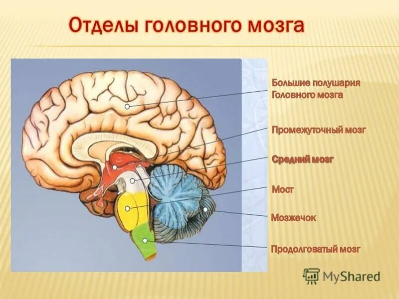 Функции моста и среднего мозга