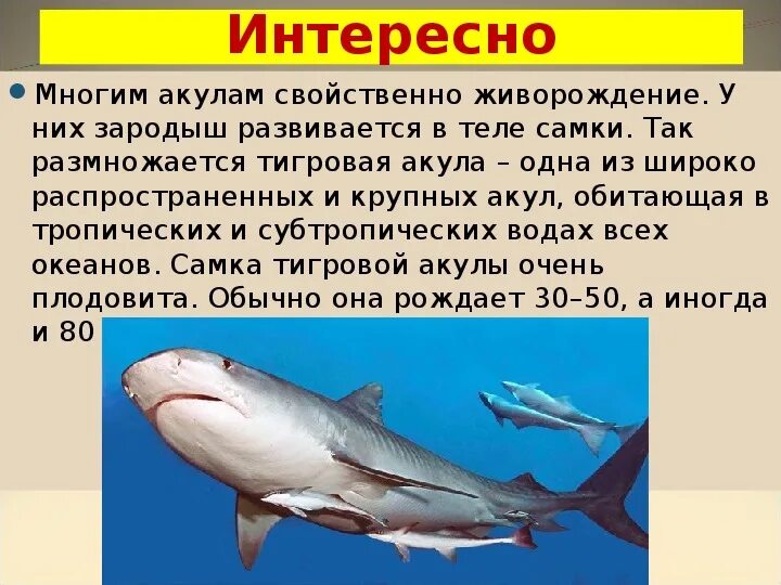 Сообщение про класс рыб. Акулы презентация. Презентация на тему акулы. Интересные факты о акулах. Тигровая акула презентация.