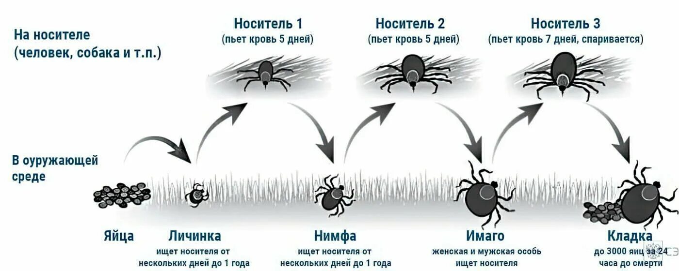 Как размножаются клещи в природе. Жизненный цикл иксодовых клещей. пироплазмоз собак цикл развития. жизненный цикл иксодового клеща схема. иксодовые клещи цикл развития.
