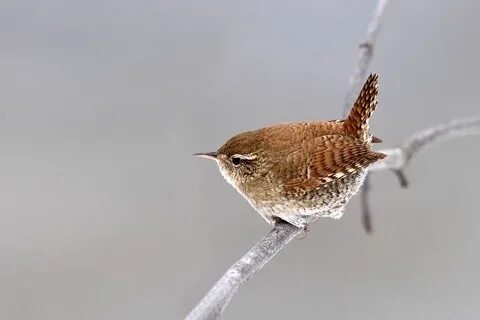Крапивник ассасин
