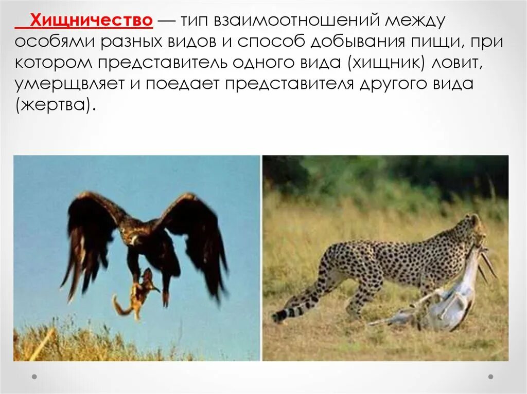 Хищничество это в биологии примеры. Хищничество.взаимоотношений организмов:. хищничество. хищничество животных. хищничество это в биологии.