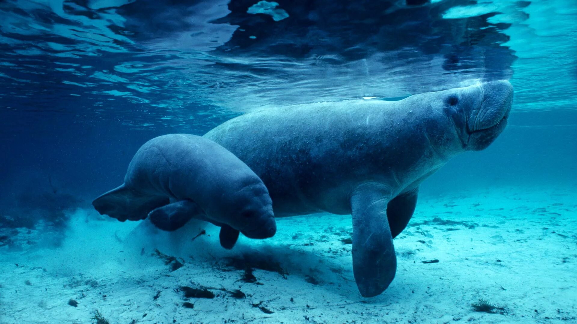 Ламантин морская корова. Стеллерова морская корова. Дюгонь морская корова. Амазонский Ламантин. Морская корова 8 букв